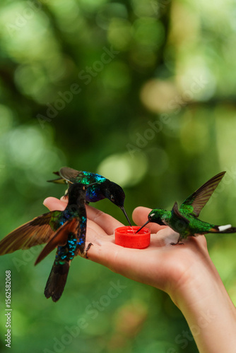 Hummingbirds taking nectar from person's hand in bird sanctuary