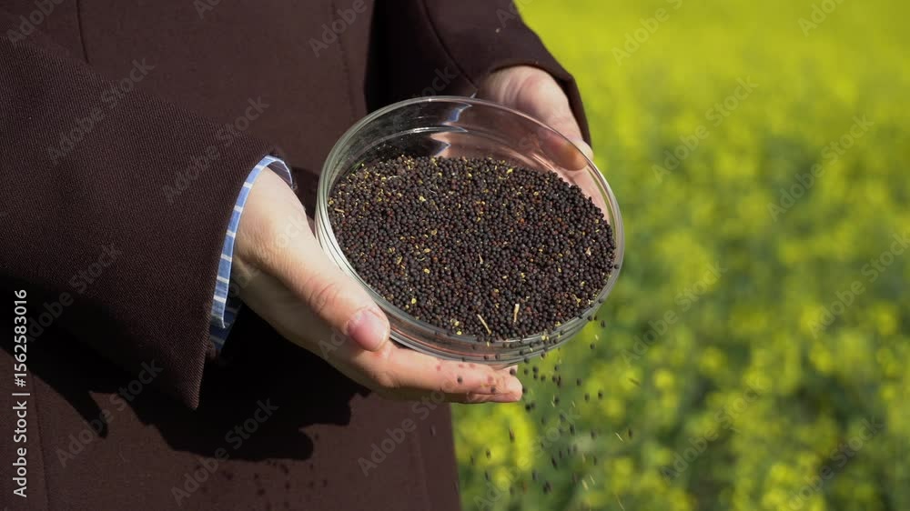 Farmers sow seeds in a blooming yellow flower field at dawn, showcasing the process of planting. The warm light enhances the beauty of the landscape