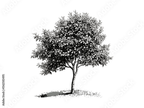 Vintage hand-drawn engraving of Boxelder Tree, botanical art, rustic woodland decor, retro tree sketch, boxelder branches, black sketch, old engraving style print, forest illustration