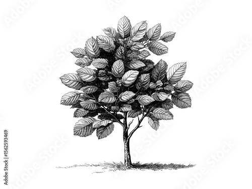 Hand-drawn vintage engraving of European Beech Tree, botanical illustration, beech bark detail, retro forest sketch, nature decor, old engraving style, trendy woodland art print