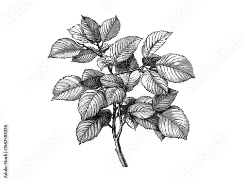 European Beech Tree vintage engraving, hand-drawn botanical art, beech bark pattern, retro forest decor, old engraving style black sketch, rustic nature illustration, woodland print