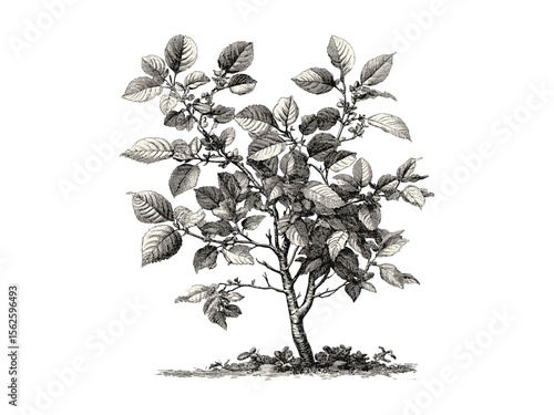 Hackberry Tree vintage engraving, botanical art, hand-drawn leaves, tree bark detail, old engraving style, eco-friendly nature illustration, woodland wall art, retro print