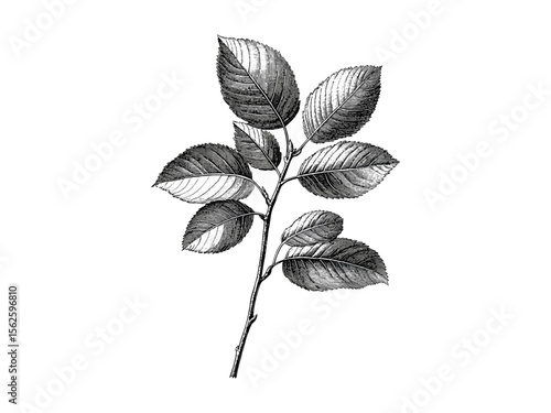 Hickory Tree Leaves engraving, vintage botanical art, black sketch, retro woodland decor, eco-friendly nature drawing, old engraving style, rustic tree foliage, classic forest illustration