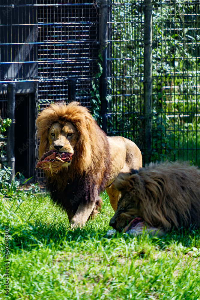 Fototapeta premium Lions feeding in the grass