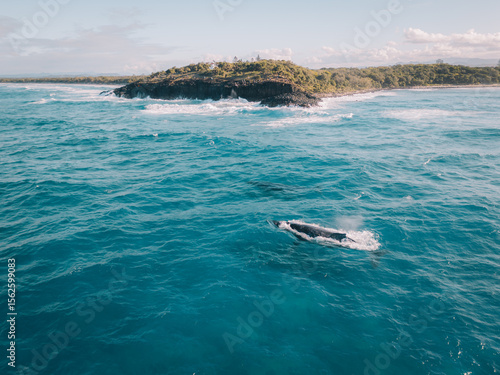 Cuadro en lienzo Whales breaching in front of Fingal headland, NSW