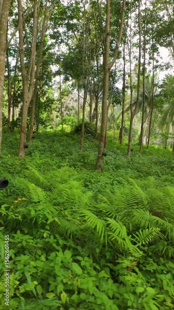 Vertical video. Rubber trees grow close together on soft forest floor with undergrowth and ferns, captured from wide-angle motion shot to highlight ecological farming in tropical woodland Vertical video. Rubber trees grow close together on soft forest floor with undergrowth and ferns, captured from wide-angle motion shot to highlight ecological farming in tropical woodland