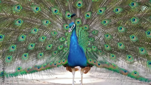 Majestic Peacock Displaying Vibrant Plumage With Intricate Green and Blue Patterns