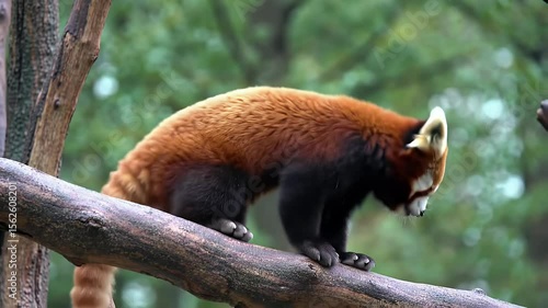 Red Panda on Tree Branch with Orange White Fur and Blurry Green Background