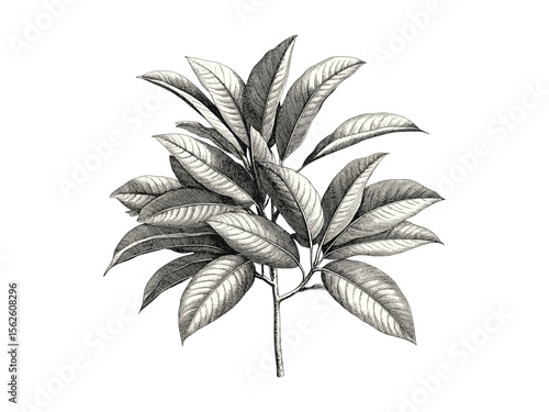 Hand-drawn vintage engraving of mango branches, tropical tree sketch, botanical leaves, retro nature design, eco print, black line art, old engraving style, jungle foliage drawing