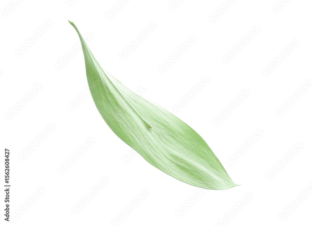 Fototapeta premium One fresh green Ruscus leaf isolated on white