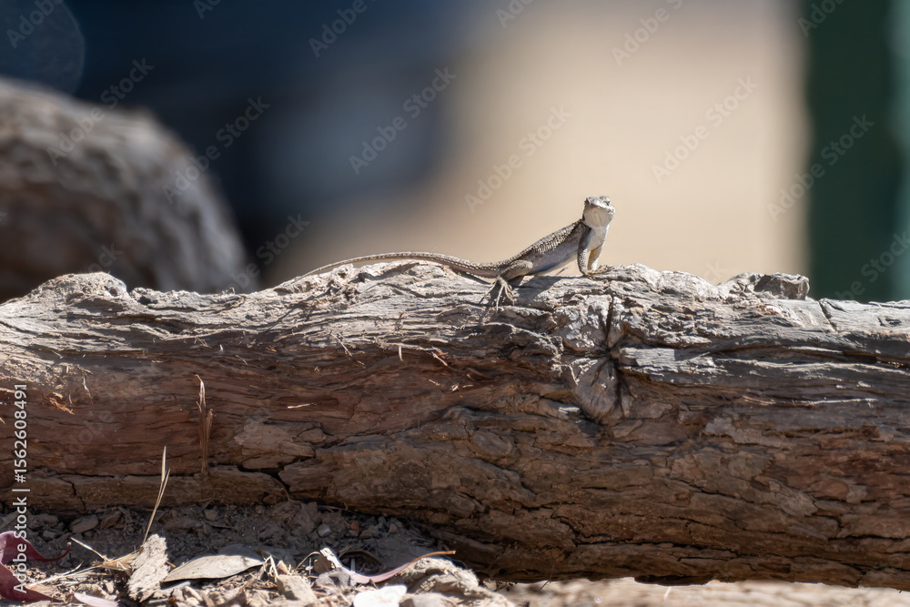 Obraz premium Reptile lizard sits atop an oak log while watching out for danger