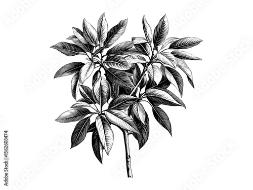 Mango tree leaves vintage engraving, botanical hand sketch, tropical branches, eco-friendly woodland art, retro nature print, black old-style engraving, exotic plant illustration, forest design