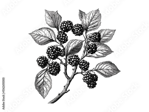 Mulberry tree vintage engraving, botanical art sketch, rustic woodland decor, eco-friendly nature print, black ink tree drawing, retro forest wall art, hand-drawn illustration