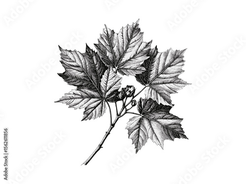 Paperbark Maple botanical illustration, vintage engraving, rustic tree art, hand-drawn black sketch, fall forest decor, eco-friendly nature print, autumn leaves wall art, traditional engraving style