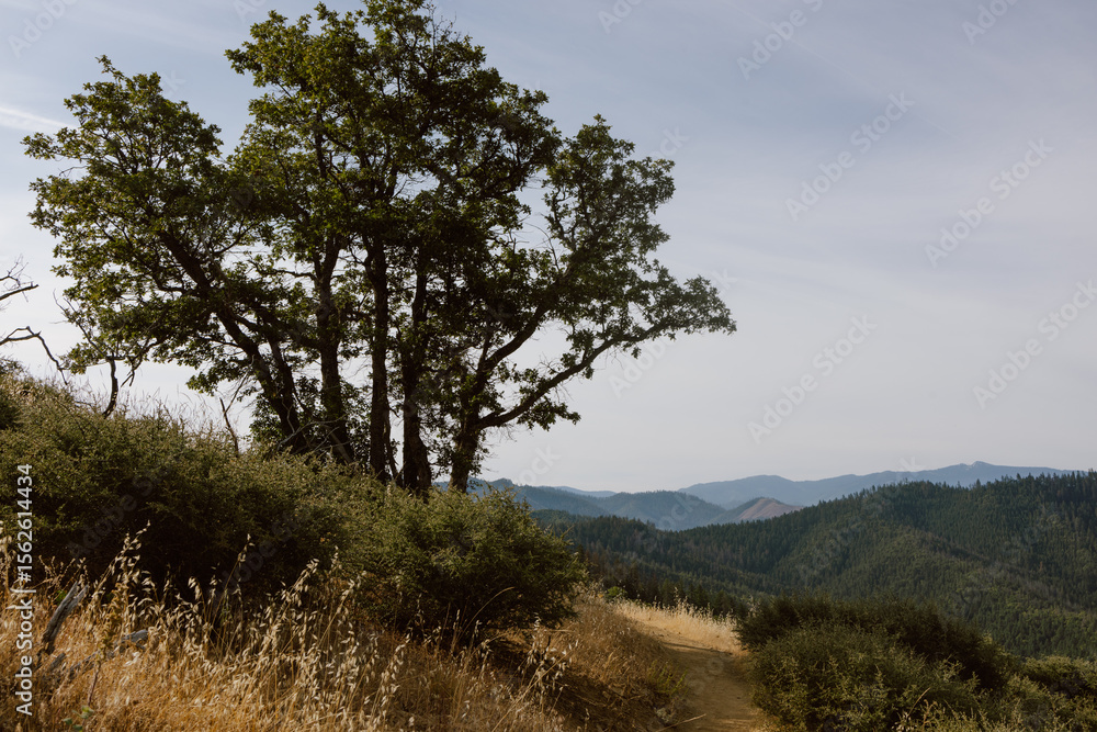 Large Oak Tree Beside Scenic Trail Large Oak Tree Beside Scenic Trail