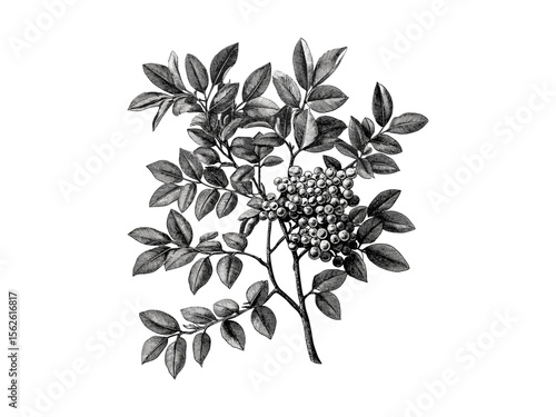 Rowan Tree vintage engraving, botanical art, forest flora print, hand-drawn rowan branches, retro woodland illustration, black sketch style, nature wall art, trendy natural decor