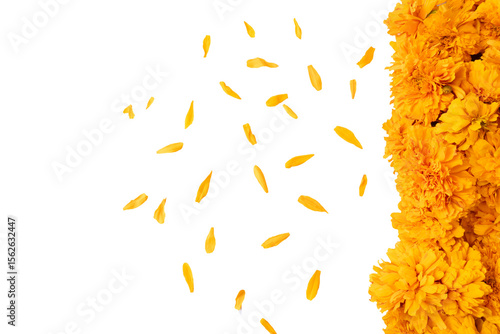 Fototapeta Naklejka Na Ścianę i Meble -  Part of a carpet made with cempasúchil  flowers on one side, with some scattered petals, transparent background, PNG format. Day of the Dead decoration in Mexico.