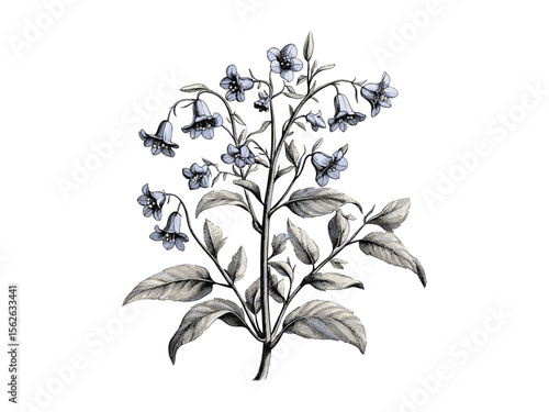 Bluebell flowers botanical sketch, hand-drawn vintage tree art, woodland decor, old engraving style, black floral illustration, eco-friendly nature print, rustic garden wall art, spring bloom