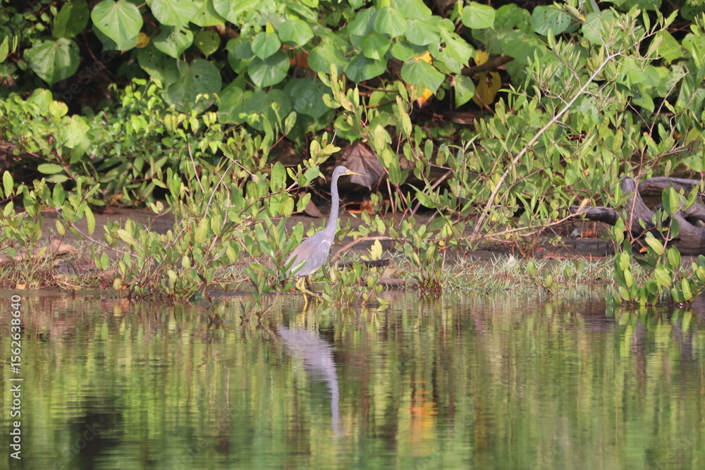 Tricolored heron stalks its prey in Costa RIca swamp Tricolored heron stalks its prey in Costa RIca swamp