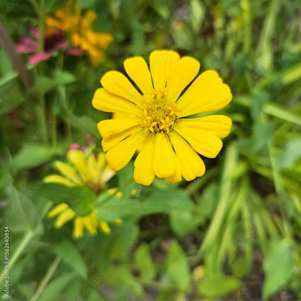 yellow dandelion flower yellow dandelion flower