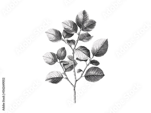 Vintage botanical sketch of Tallow Tree, antique woodcut style, nature-inspired retro tree art, black ink flora drawing, hand-drawn tallow leaves, old-style plant illustration, nature artwork,