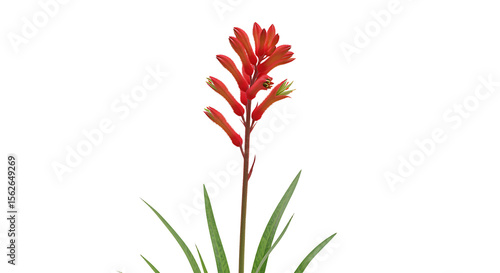 Vibrant Kangaroo Paw Flower Isolated Against a Clean White Background