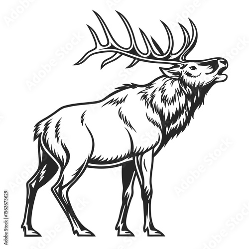 Black and white illustration of a bull elk with large antlers roaring on a white background