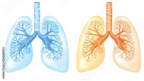 Anatomical Illustration of Human Lungs in Blue and Orange with Detailed Bronchial Tree Structure