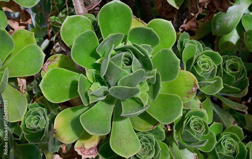 Desert Rose