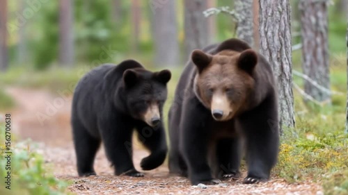 Brown bear with two black bear cubs walking through a forest path on a sunny day