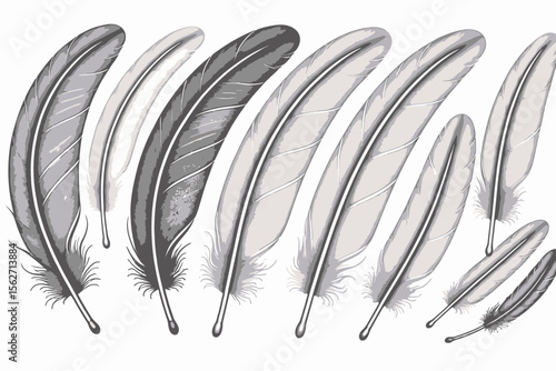 Colorful Feather Illustration on White Background- Detailed Quill Artwork in Various Shades- Artistic Feather Graphic Design