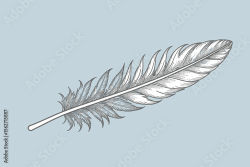 Elegant Feather Illustration on Light Blue Background- Detailed Feather Drawing- Minimalist Black and White Feather Art- Artistic Feather Design Graphic Resource