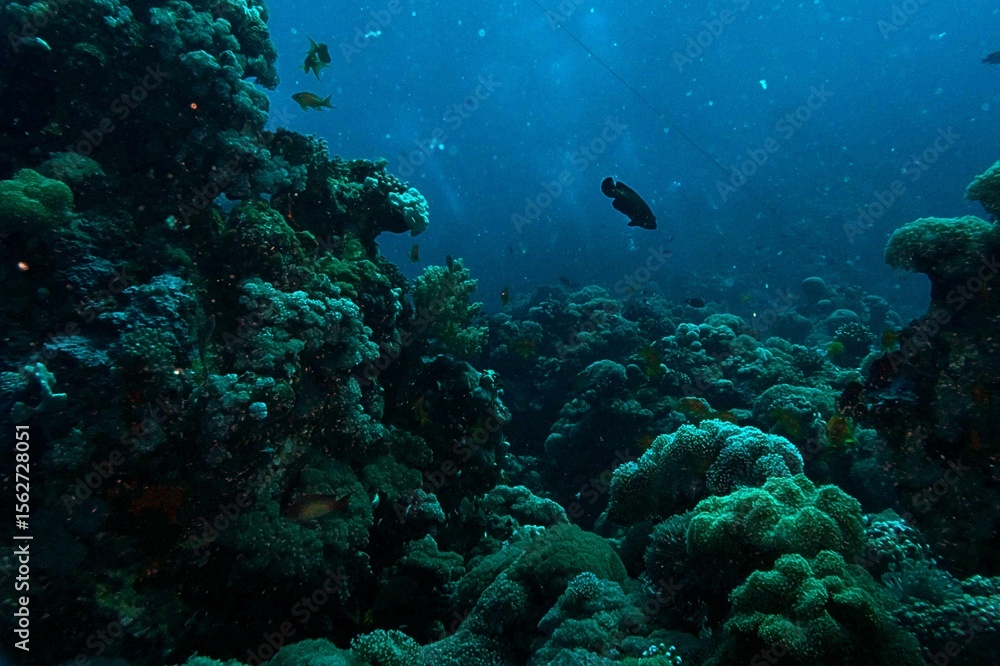 Fototapeta premium view of coral reef and diver in sea