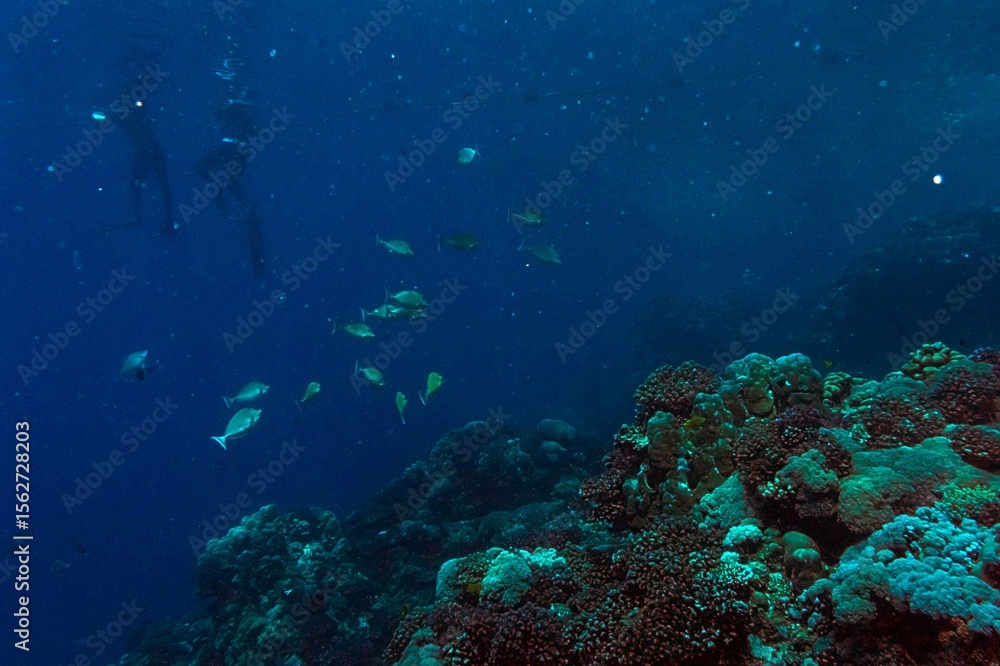 Fototapeta premium underwater scene of coral reef in the red sea