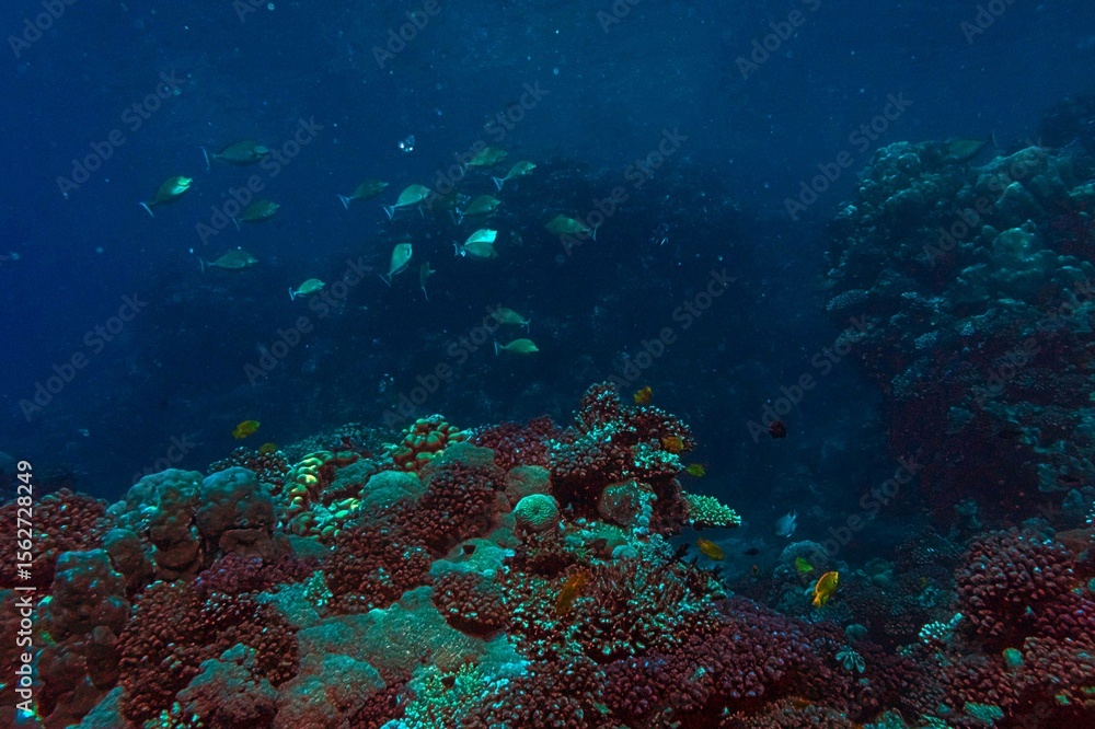 Naklejka premium coral reef in the red sea at night