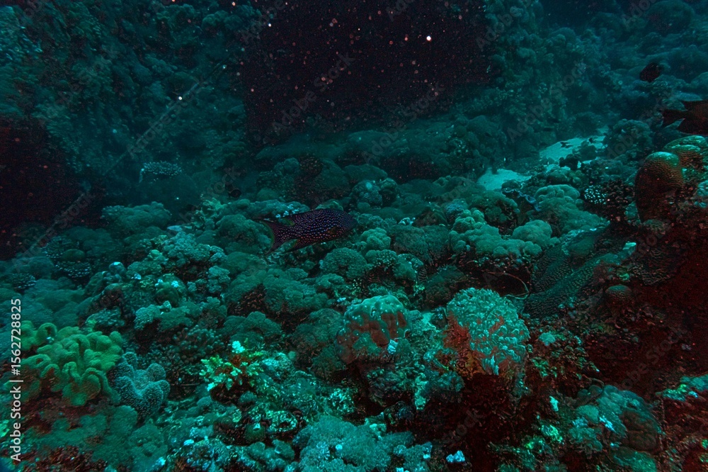 Fototapeta premium tropical coral reef and diver