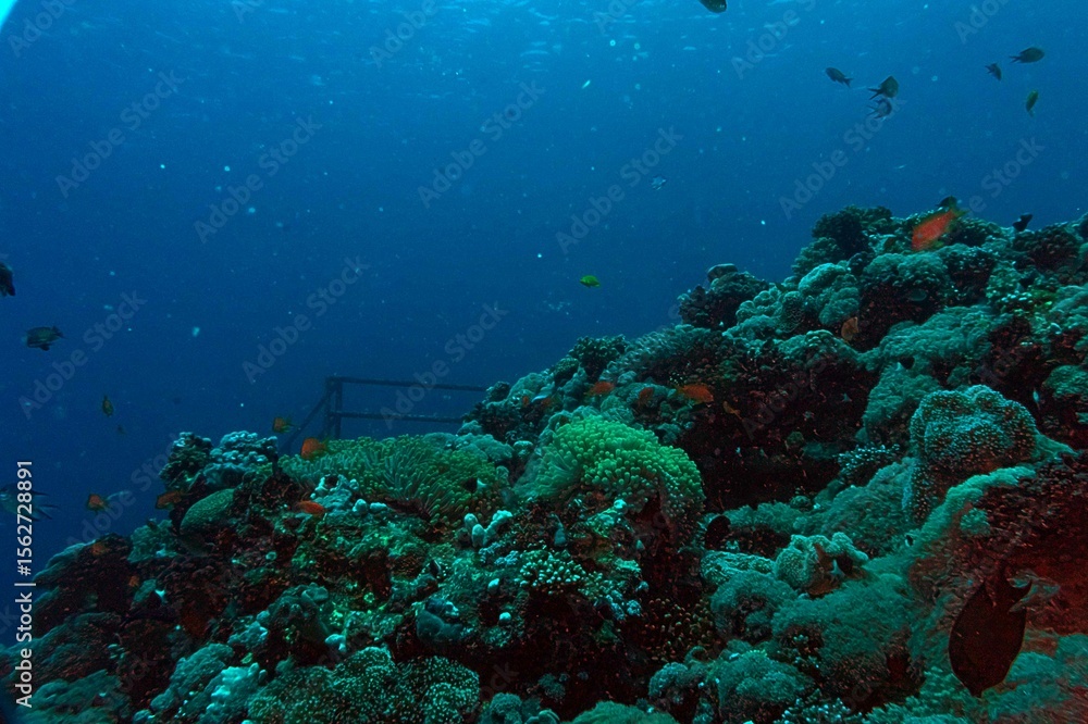 Fototapeta premium coral reef and diver underwater