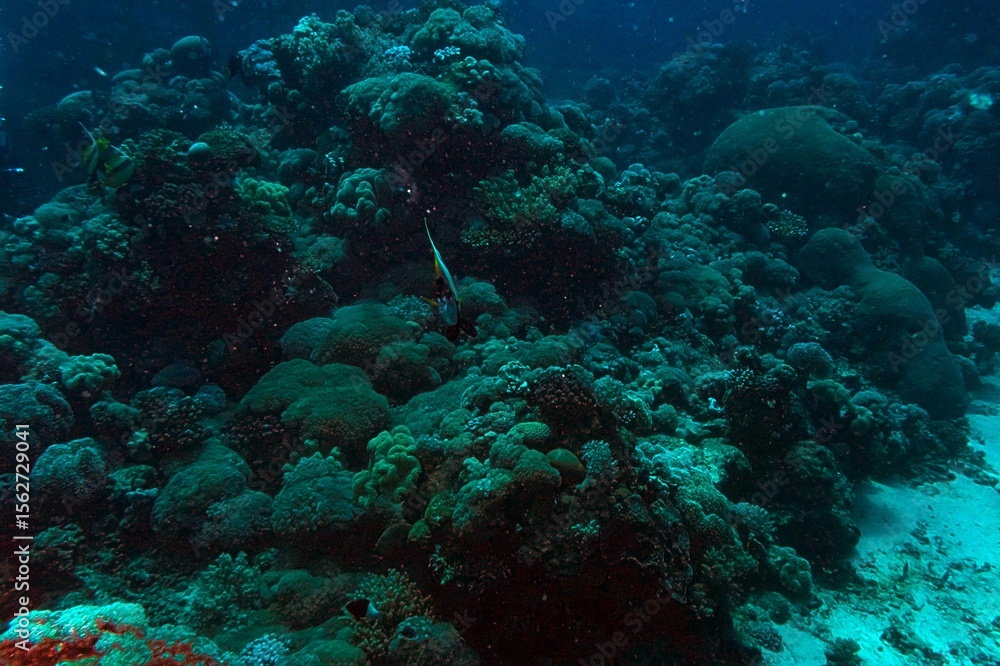 Fototapeta premium diver and coral reef