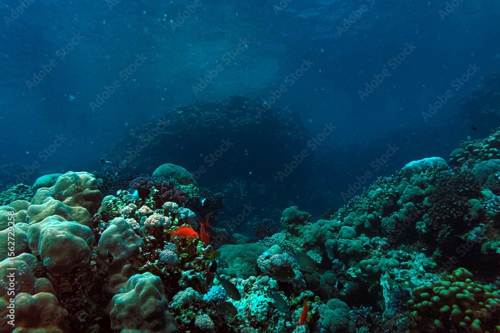 Fototapeta premium coral reef in the red