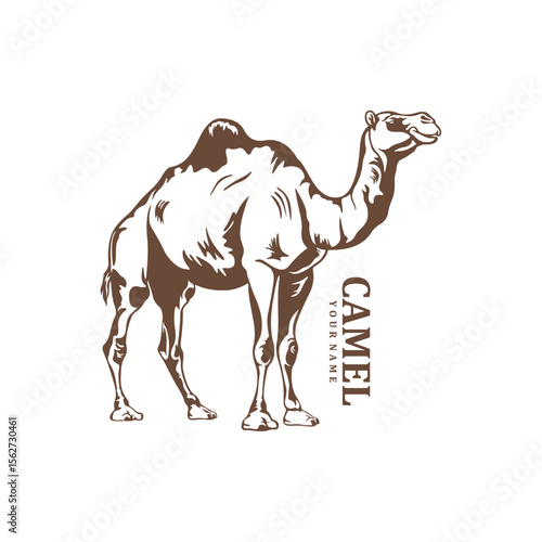 Camel logo design vector. Silhouette Camel Template Illustration. Icon Symbol