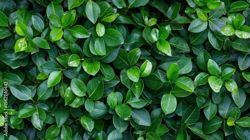 Wallpaper Mural A lush green hedge with vibrant green leaves and a few droplets of water on them, set against a blurred background. Torontodigital.ca