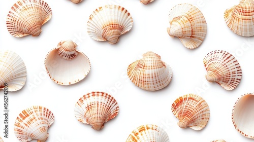 Seashells arranged on a white background