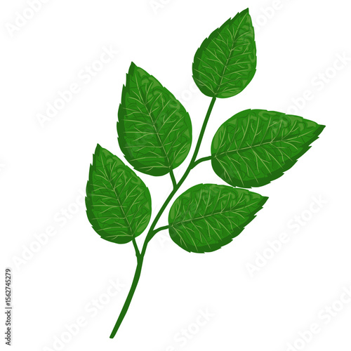 Mint leaf illustration,hand drawn green leaves,aromatic herbal medicinal plant