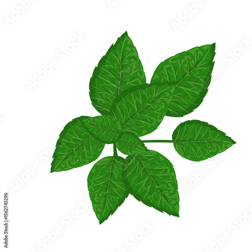 Mint leaf illustration,hand drawn green leaves,aromatic herbal medicinal plant