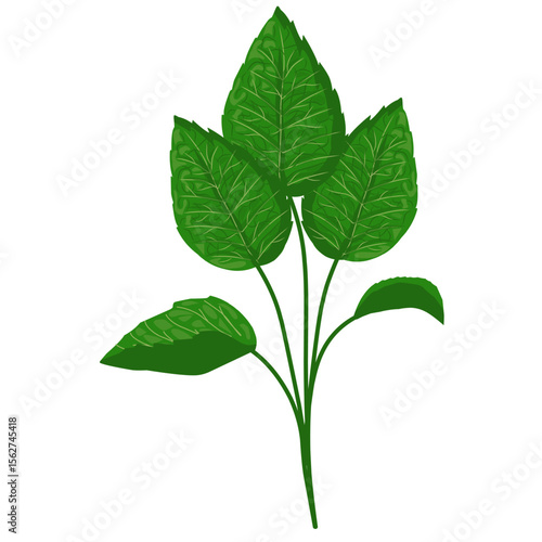 Mint leaf illustration,hand drawn green leaves,aromatic herbal medicinal plant