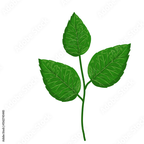 Mint leaf illustration,hand drawn green leaves,aromatic herbal medicinal plant