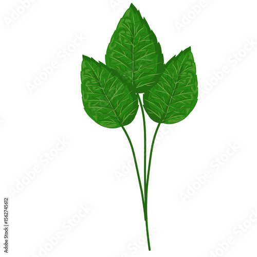 Mint leaf illustration,hand drawn green leaves,aromatic herbal medicinal plant