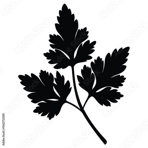 Black and white illustration of fresh parsley sprig isolated on a white background