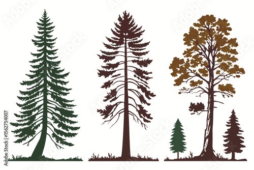 set of Douglas Fir tree vector silhouette illustration isolated on white background
