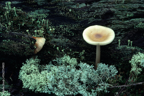 Closeup macro photo mushrooms moss liverwort UP Michigan film
